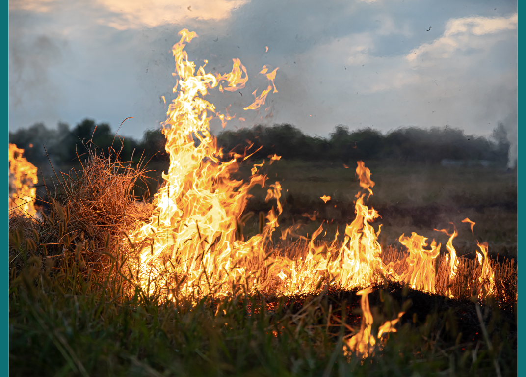 Nova lei municipal reforça combate a incêndios e à poluição ambiental